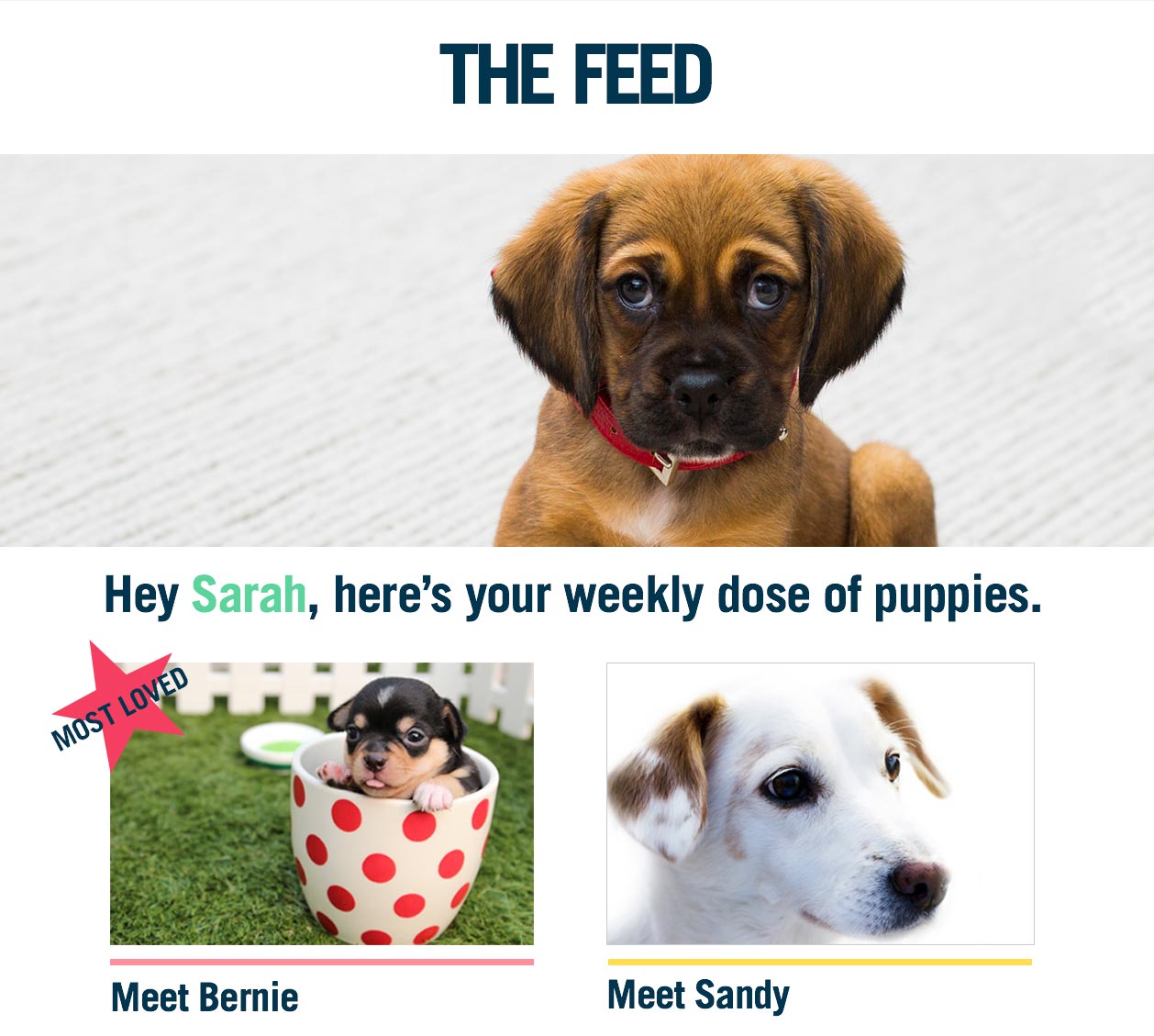Email Marketing for Publishers - The Feed - Dog Email
