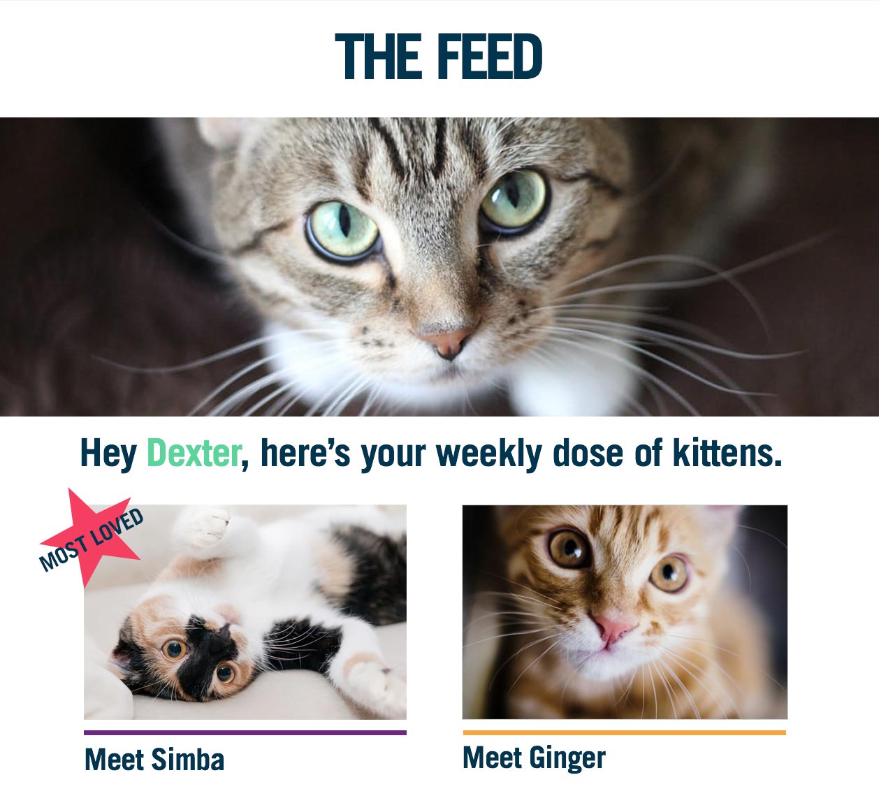  Personalized Email by Dynamic Content - Kittens