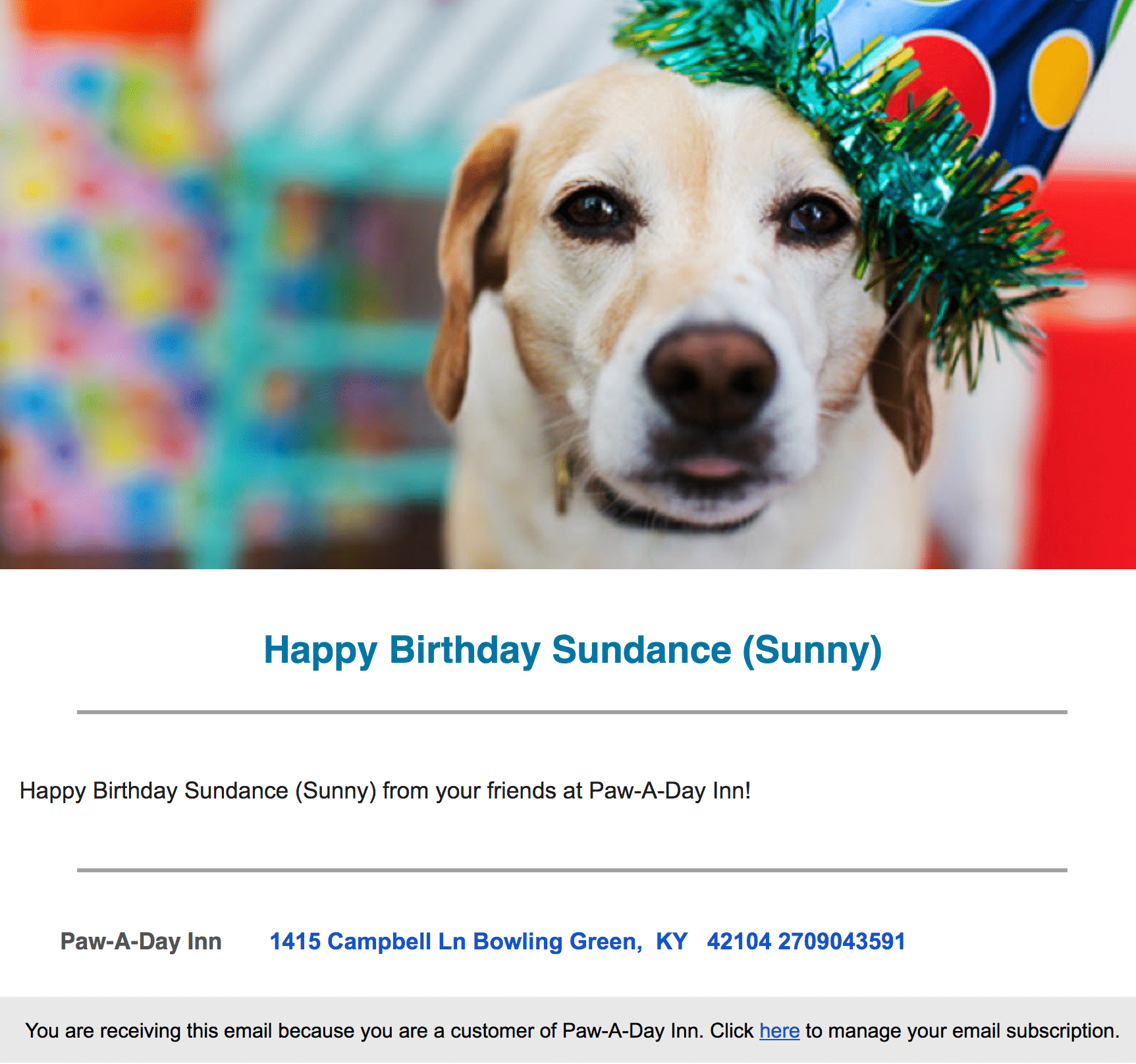 Birthday automated email example with a dog in a party hat - email from a kennel