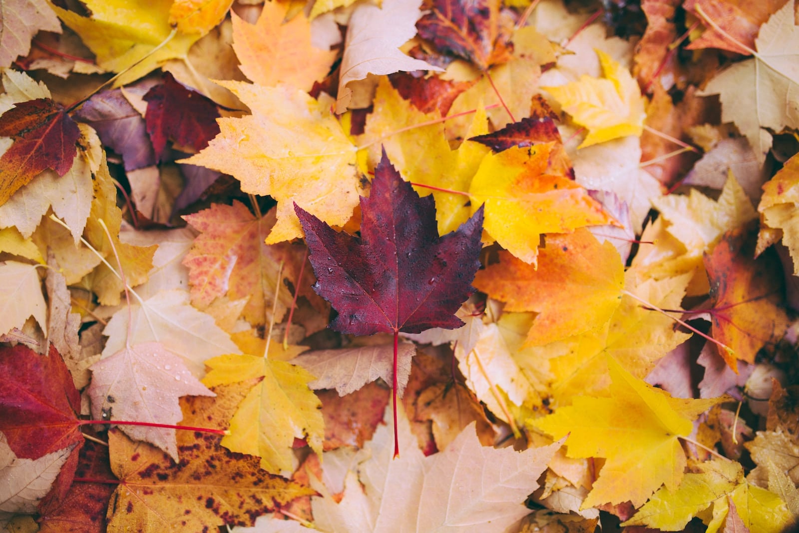 Newsletter Templates for the First Day of Fall